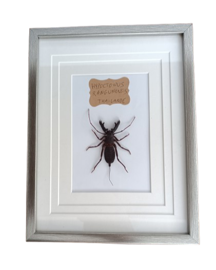 Araignée - Hypoctonus Rangunensis