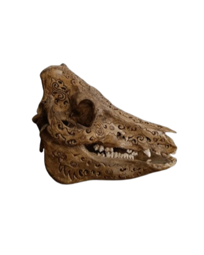 Véritable crâne de cochon sauvage sculpté ( Asie )