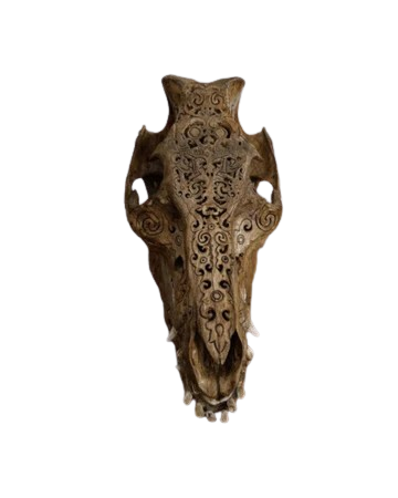 Véritable crâne de cochon sauvage sculpté ( Asie )