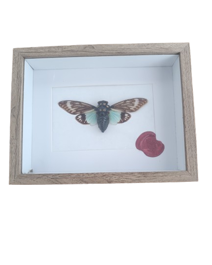 Cigale Naturalisée - Cicadidae