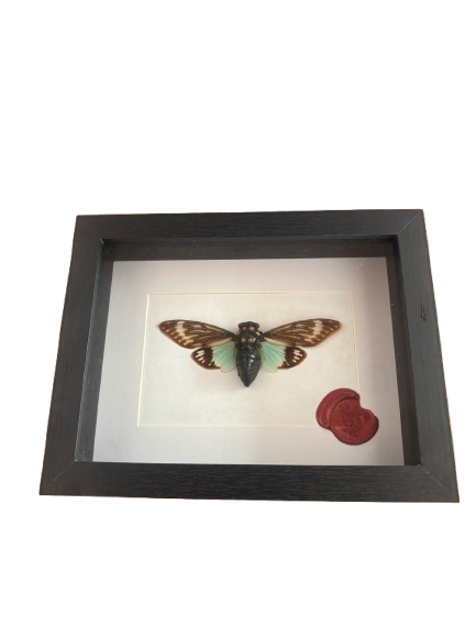 Cigale Naturalisée - Cicadidae