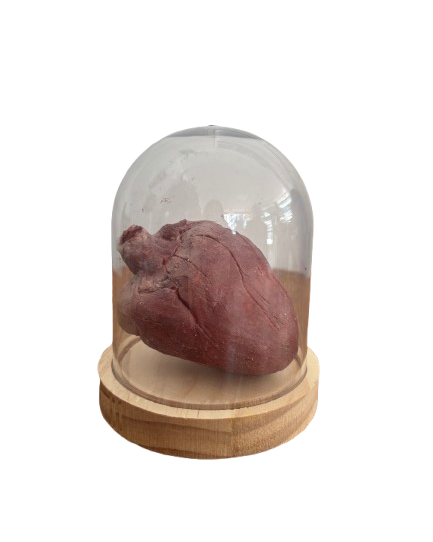 Réplique de Cœur Humain