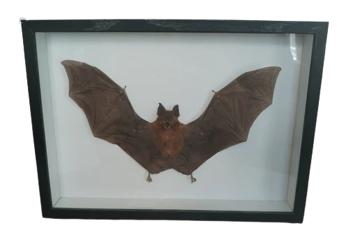 Chauve-souris naturalisée (23cm) Hipposideros Bicolor