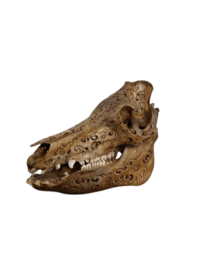 Véritable crâne de cochon sauvage sculpté ( Asie )