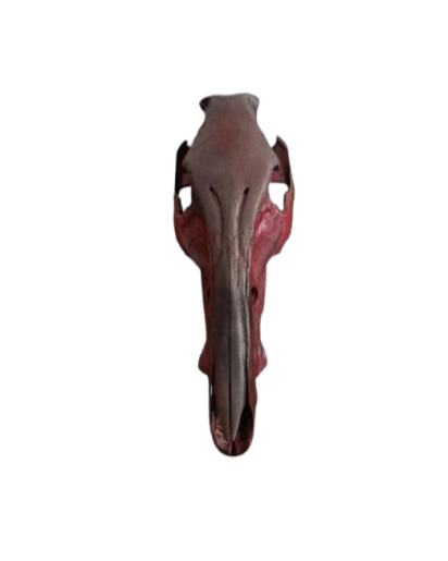 Haut de crâne de sanglier peint