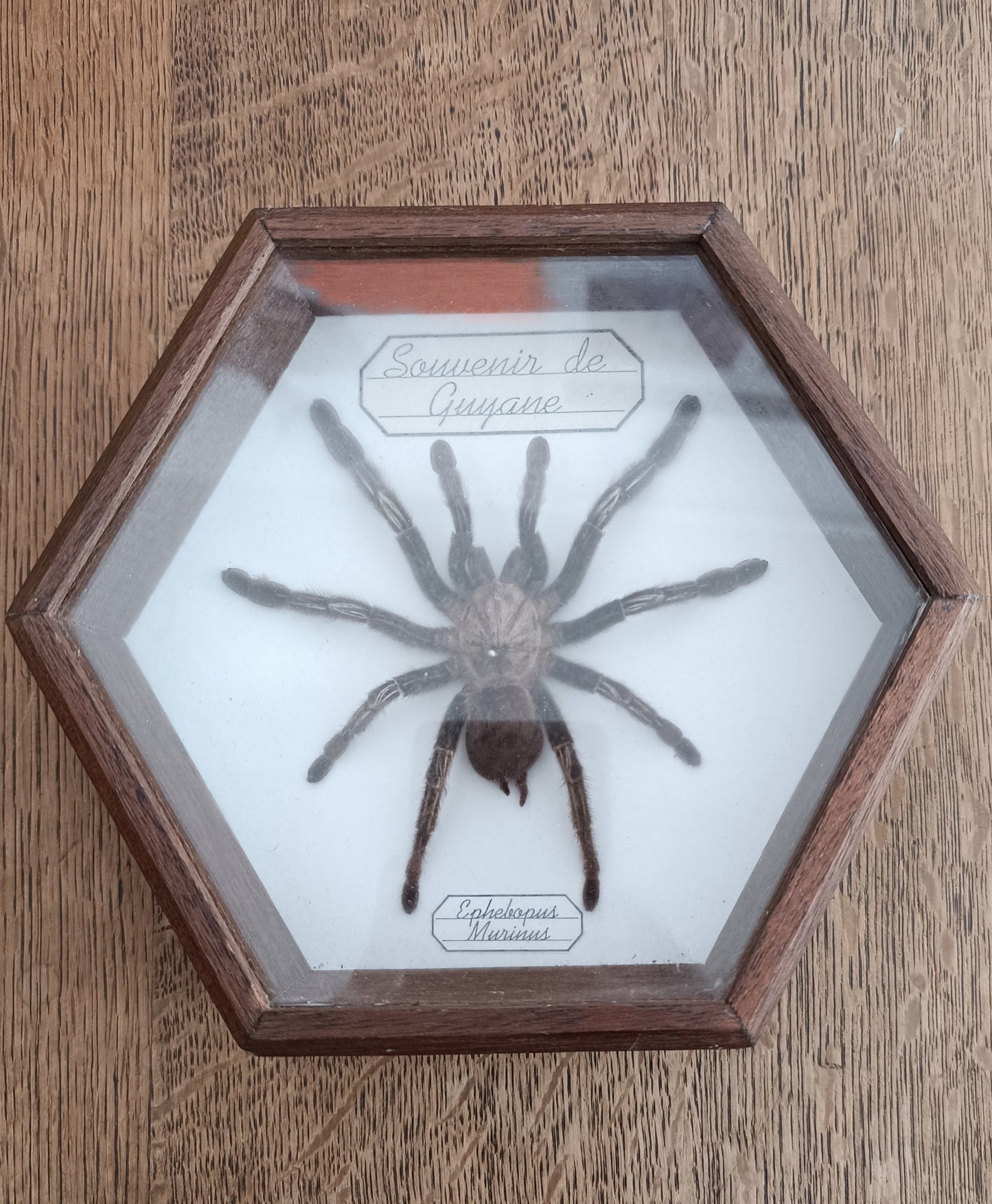 Mygale naturalisée
