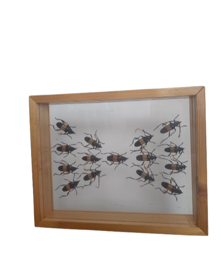 Décoration sous verre Pachyteria Dinidiata