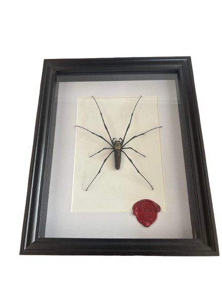 Araignée Néphile Naturalisée