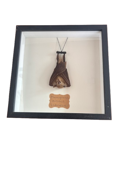 Chauve-Souris Naturalisée - Macroglossus Minimus