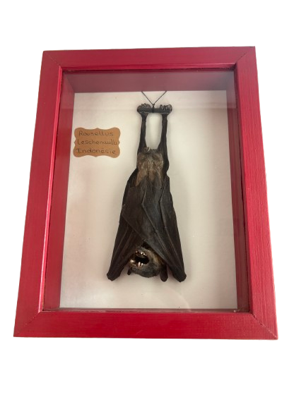 Chauve-Souris Roussette Naturalisée - Rousettus Leschenaultii