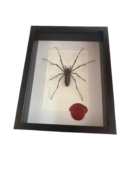 Araignée Néphile Naturalisée